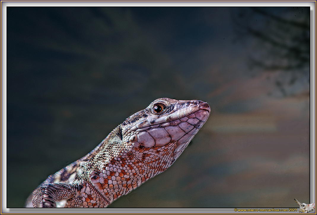 Lézard